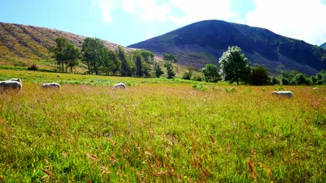 sheep grazing overgrown valley meadow under mountain range rural countryside