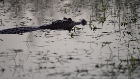 tracking shot of a yacare caiman swimming slowly through calm marsh waters surrounded by aquatic plants in its natural wetland habitat in northern argentina