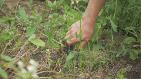 sacar zanahorias pequeñas del suelo para trasplantarlas a otro lugar