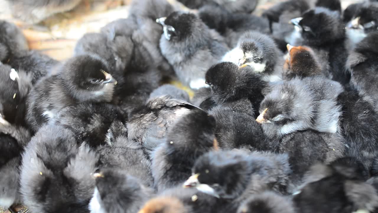 It is a lot of chickens. Little chickens
