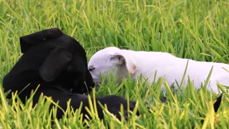 Schwarz-weiße-Welpenhunde-Spielen-Tauziehen-Mit-Einem-Alten-Lappen-Im-Grünen-Gras