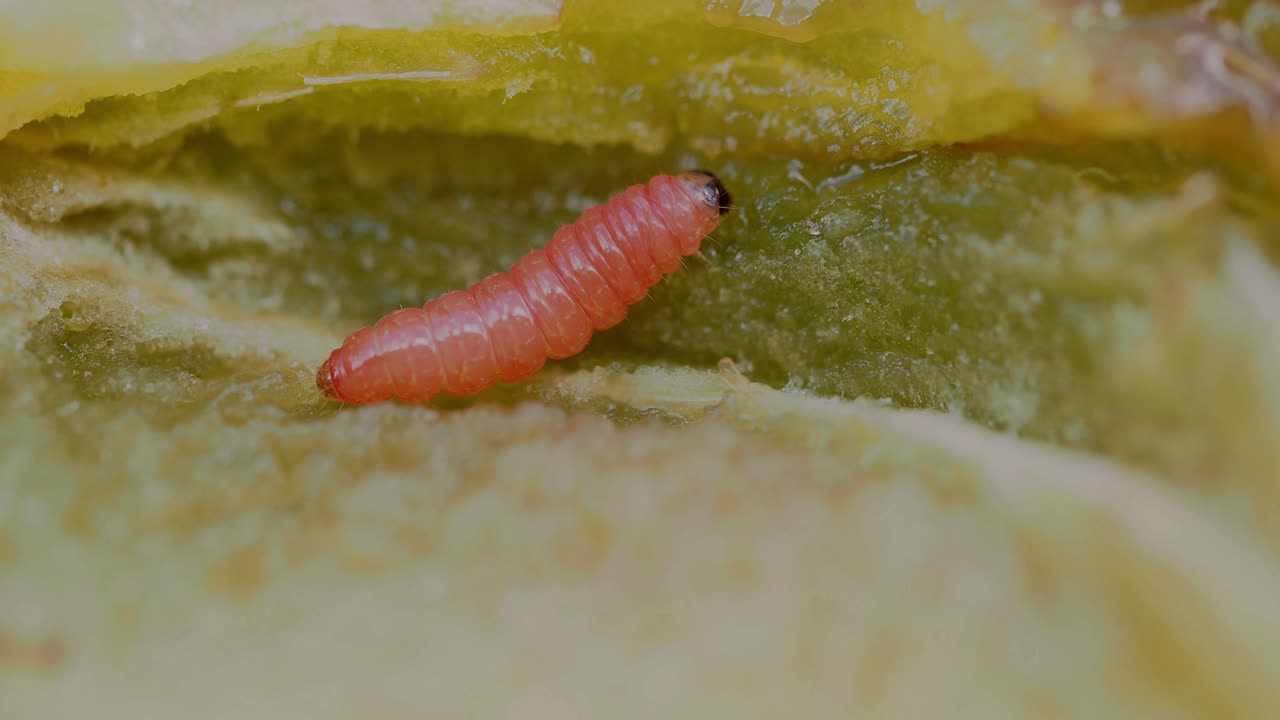 Red plum maggot (funebrana), larva feeding on plum stone