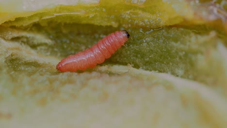 red plum maggot (funebrana), larva feeding on plum stone