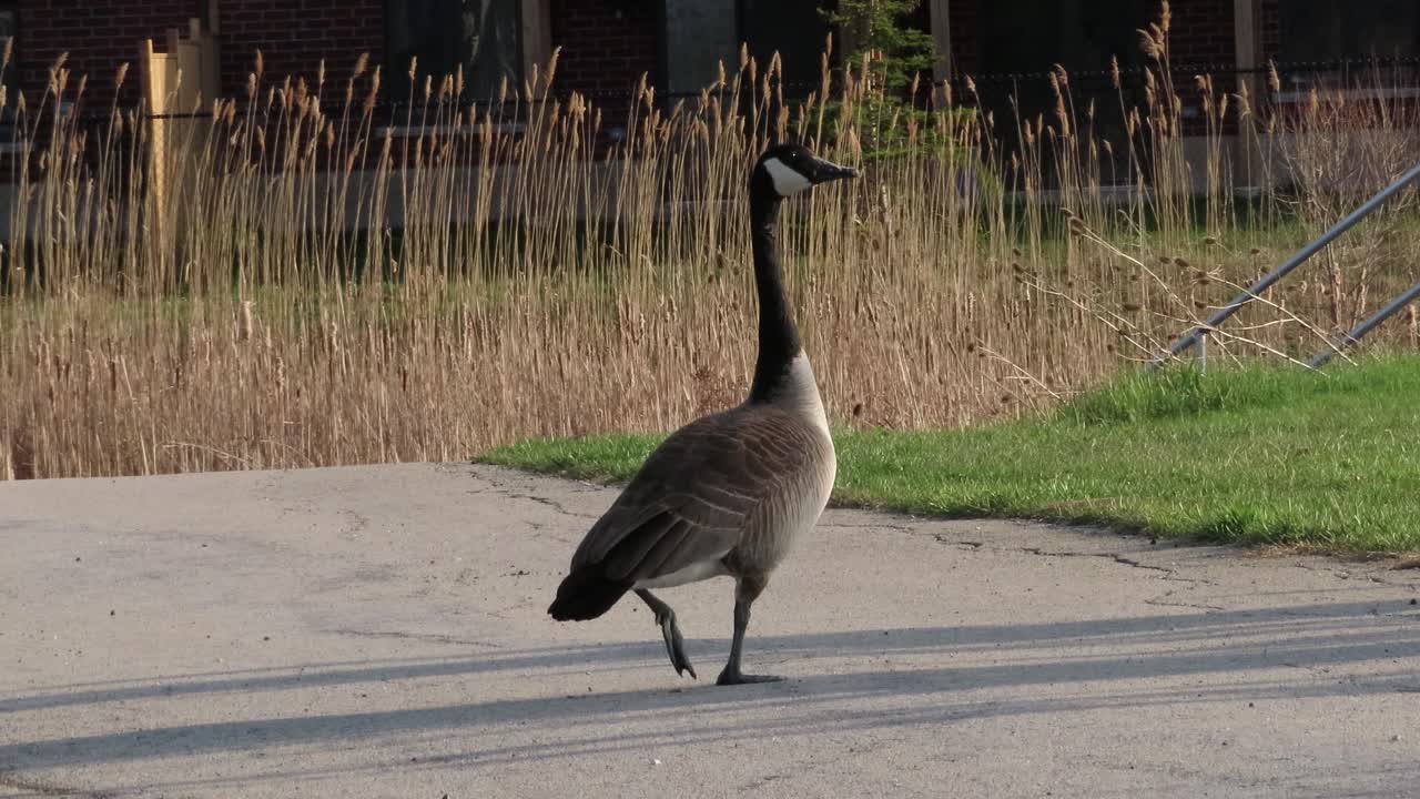 Canadian goose walking on asphalt path, looking for mate, telephoto - Canada