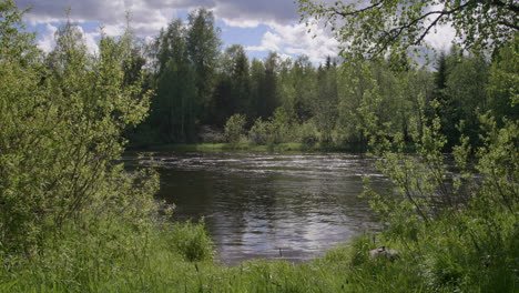 riverside view with lush greenery, forest trees, and shimmering water on a partly cloudy summer day. filmed at location at glomma river, norway.