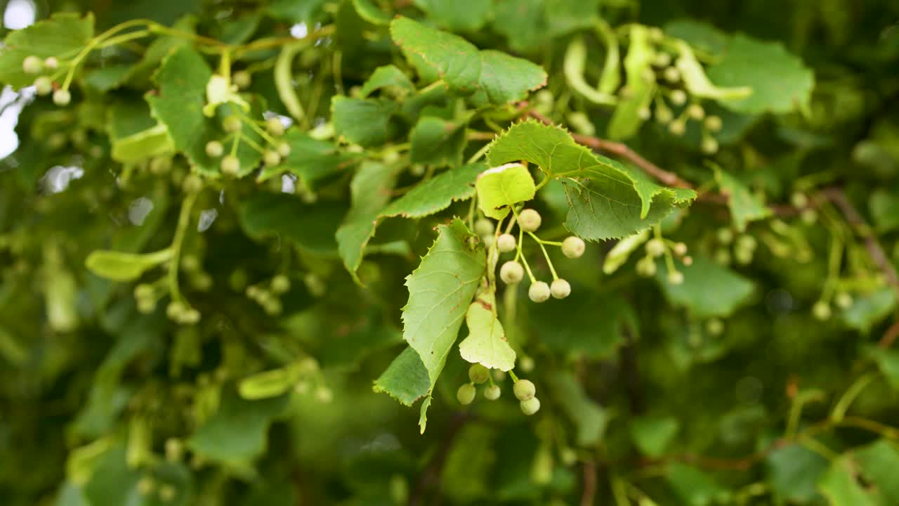 Close-up of Tilia cordata branches with seeds moving in soft natural daylight, slight camera pan