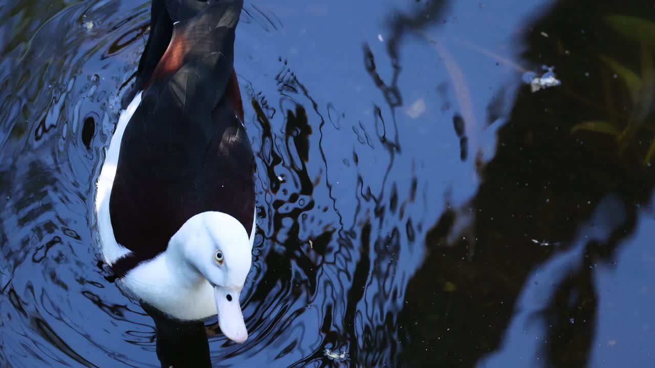 라지아 드크 (radja shelduck) 는 물에서 수영하고 먹이를 먹는다.