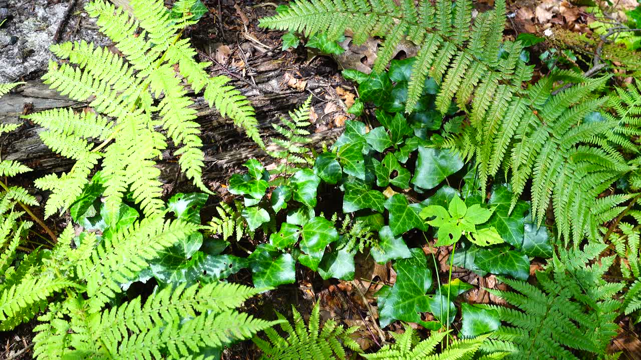 Felce nella foresta. Scatto in estate.