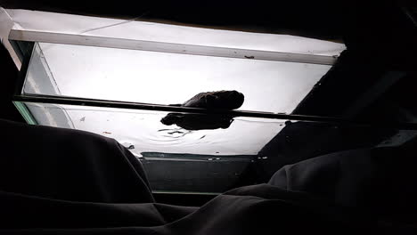 silhouette of frog on large glass surface with water