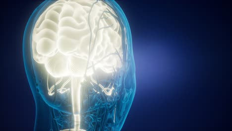 anatomía del cerebro humano