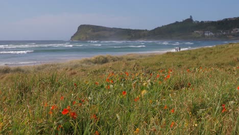 Amapola-Naranja-Con-Flores-Silvestres-Que-Crecen-En-La-Pradera---Playa-De-Lennox-Y-Punto-De-Lennox-En-Verano---Cabeza-De-Lennox,-Nsw,-Australia