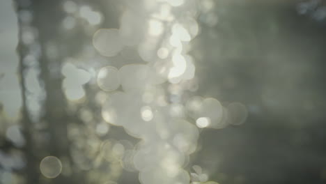 animación de árboles sobre el fondo bokeh.
