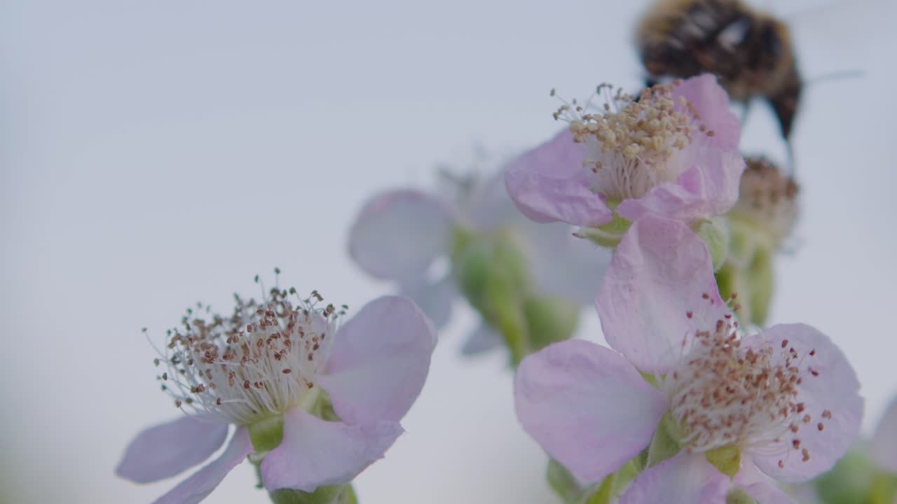 A bee with long tongue proboscis collects nectar from a small pink bramble flower then flies away. Macro