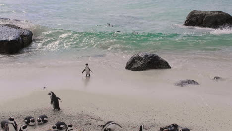 pingüino tratando de salir del agua | colonia de pingüinos africanos en la playa de ciudad del cabo, sudáfrica, playa de cantos rodados