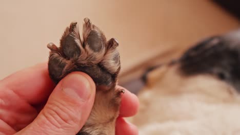 close up of man hand touching dog paw. massage for a domestic animal.