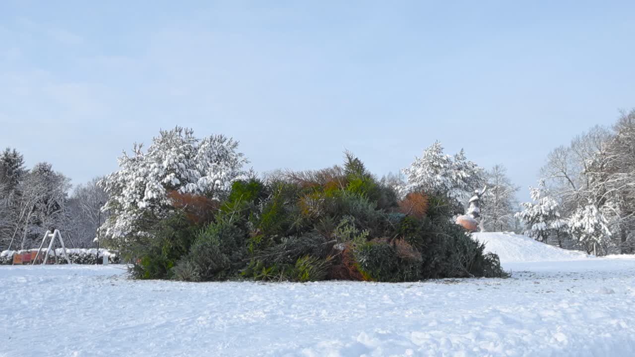 Many or a lot of old dried out Christmas trees in Laagri on top of each other in a park covered in white fluffy snow during winter sunny day with trees in background. Trees are ready for burning