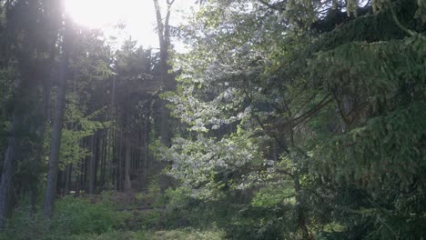 Gentle-breeze-moving-tree-branches-slowly-together,-forest-environment