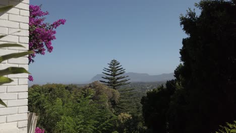 Eine-Weiße-Ziegelwand,-An-Der-Eine-Rosa-Bougainvillea-Wächst