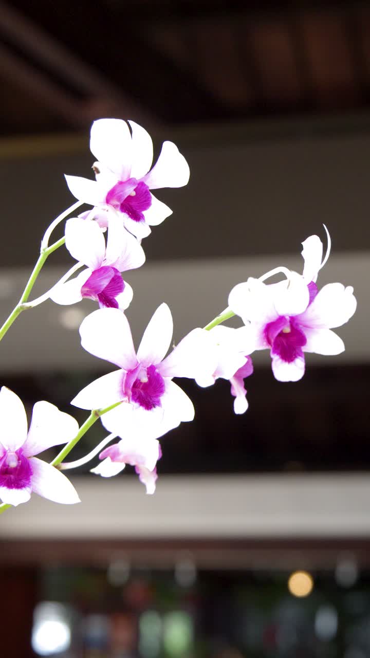 Un primo piano di orchidee bianche con centri rosa che ondeggiano delicatamente nella luce ambientale.