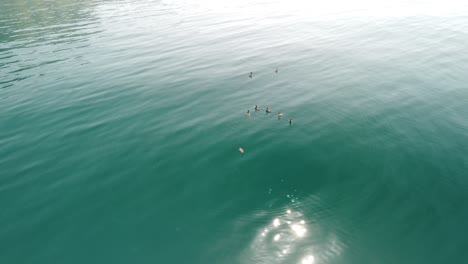 vista aérea de los delfines nadando lentamente en aguas cristalinas y tranquilas de color turquesa. grupo de mamíferos marinos endémicos migrando a lo largo de la costa como se ve desde arriba