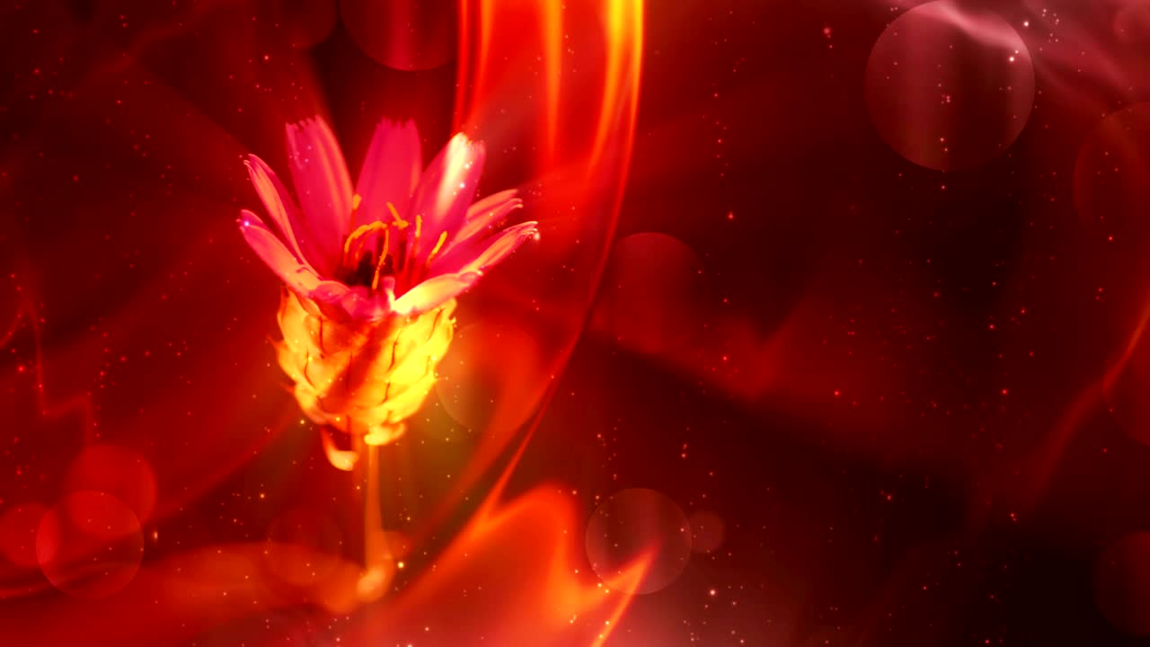 반이는 꽃의 배경 루프