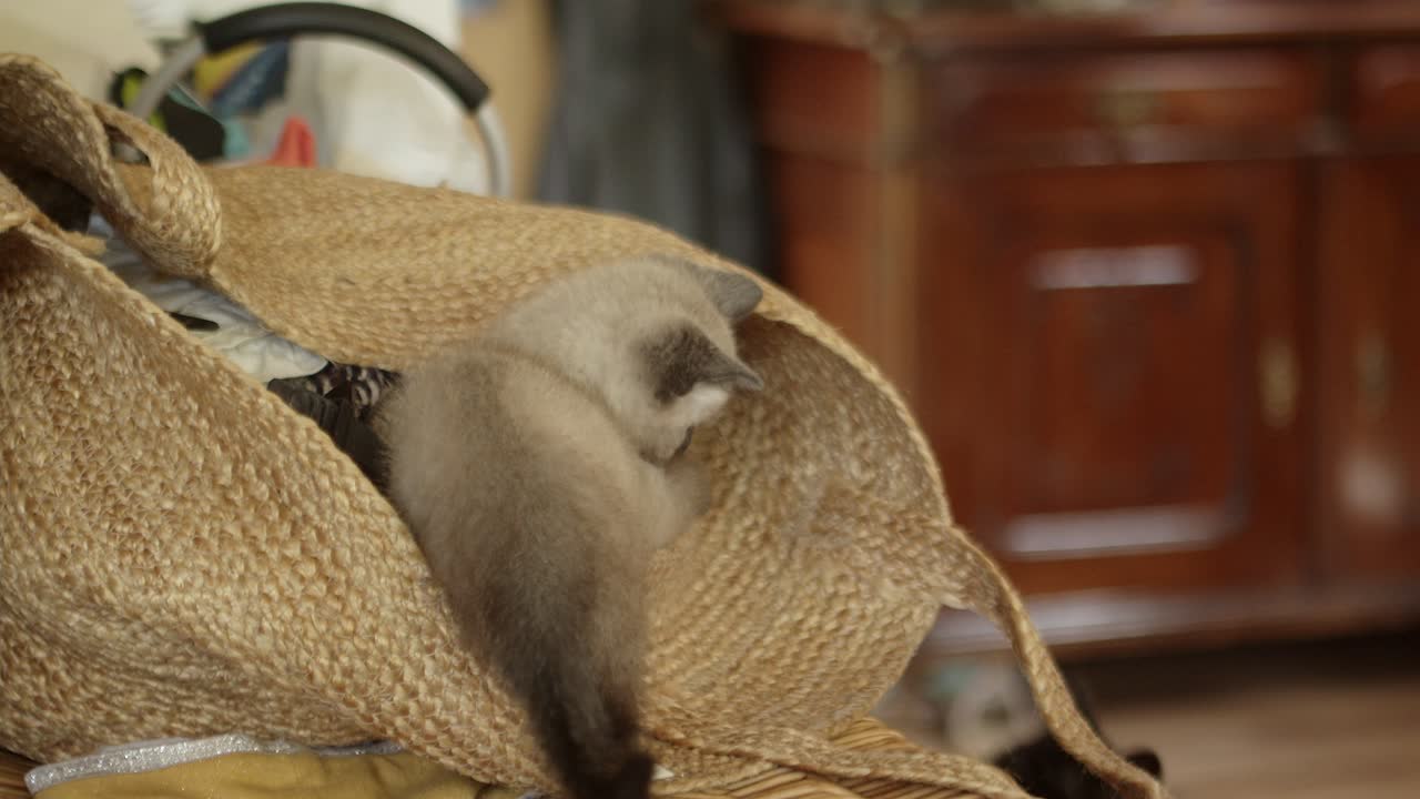 Due gattini che giocano su una borsa di vestiti