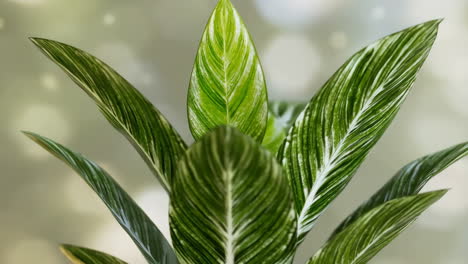 close-up of green and white striped plant leaves