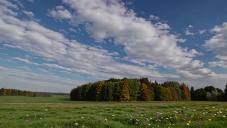 wide-angle video captures a serene landscape with a lush meadow, colorful wildflowers