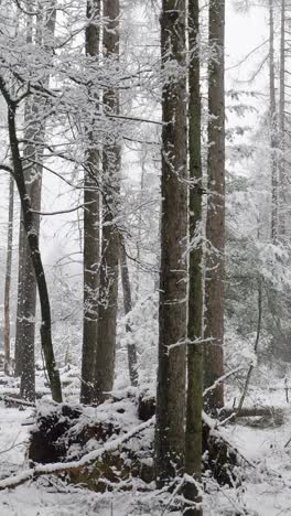 snowy forest landscape