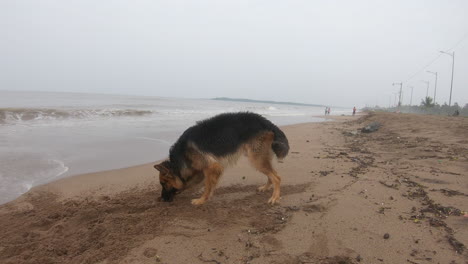 Perro-Pastor-Aleman-En-La-Playa-K-Videos