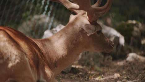 un gran ciervo macho descansa bajo los árboles de un gran bosque en italia