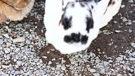 a spotted rabbit curiously explores a gravel surface, accompanied by a brown rabbit nearby.