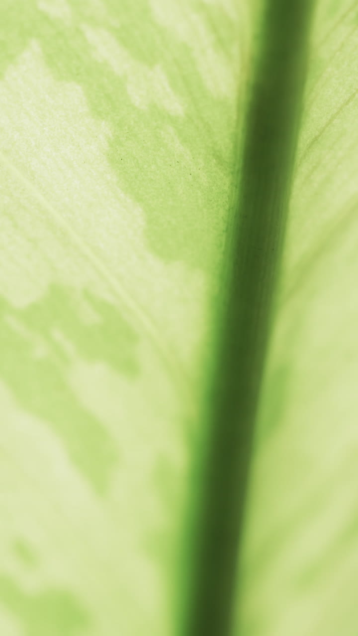 Micro vertical video of close up of green leaf with copy space