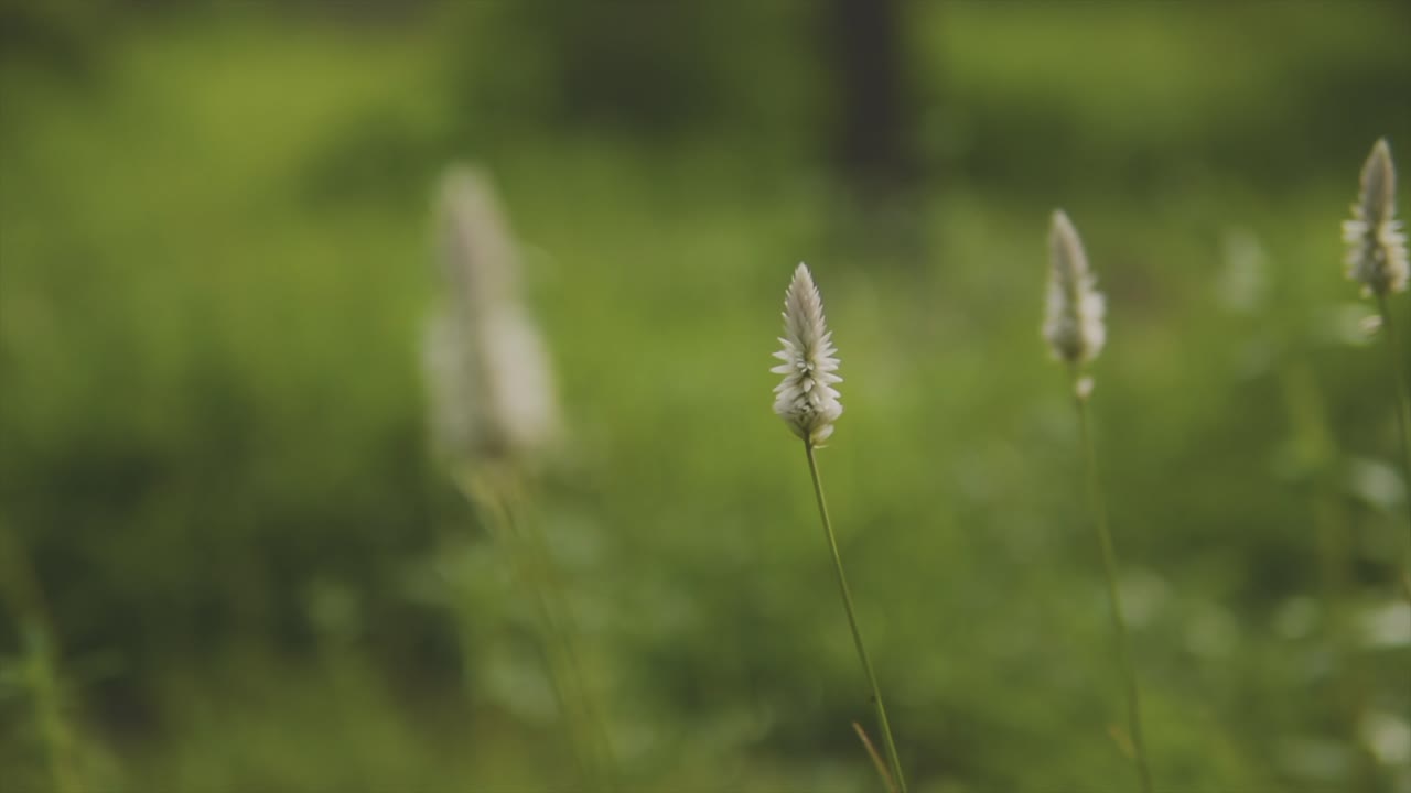 ⁇ 은 줄기 에 있는 섬세 한  ⁇  꽃 의 줄 의 클립 이 가 ⁇ 게 바람 에 불고 있다