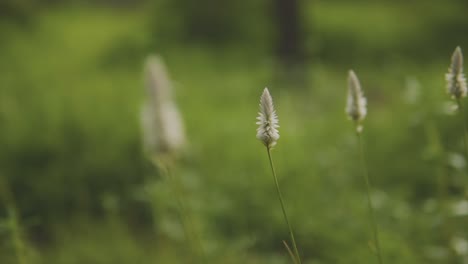 Close-up-clip-of-line-of-delicate-white-flowers-on-thin-stems,-gently-blowing-in-breeze