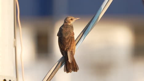 Nahaufnahme-Eines-Jungen-Braunohrigen-Bulbul,-Der-Im-Freien-Auf-Draht-Hockt