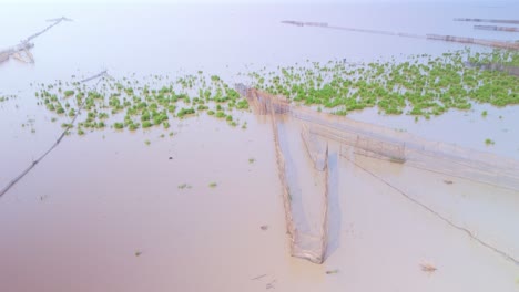 fish netting trap fly over revealing construction in the calm muddy waters along the tonle sap shore line during dry season, cambodia