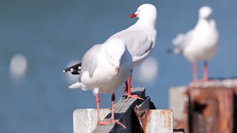 gaviotas de pie juntas en un muelle de madera