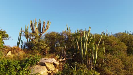 aerial drone shot soaring up a hillside covered in cactus, trees and shrubs surrounded by a dry arid landscape in santa marta, colombia