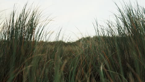 slow motion ocean dune grass in the wind island dolly out fanø in denmark near the beach and sea close up