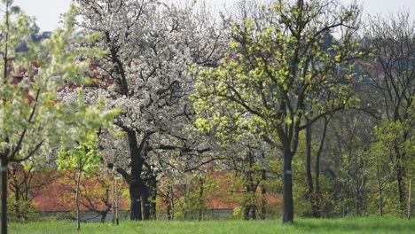 Ein-Obstgarten-In-Voller-Blüte-Im-Frühling