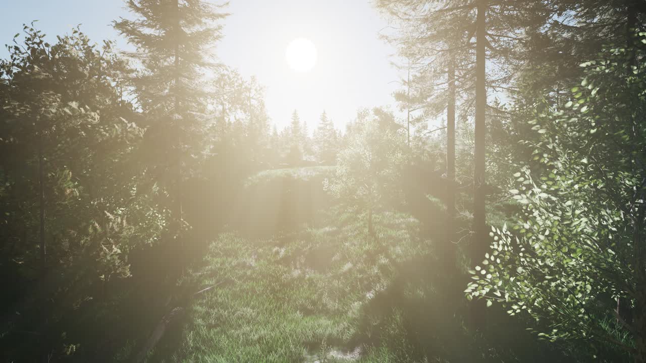 árboles verdes saludables en un bosque