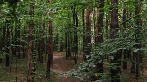 aerial view tracking through dense green forestry during daylight