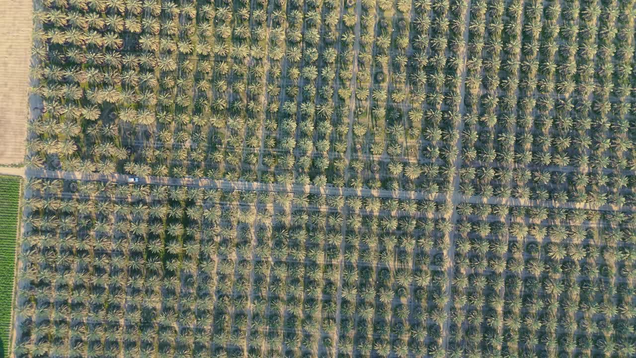 Stunning 4K aerial drone footage of a palm tree plantation in Kuwait with symmetrical rows—ideal for agricultural, environmental, or cinematic projects.