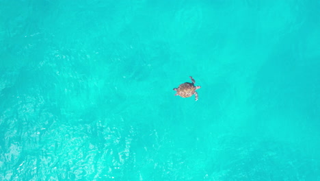 Aerial-view-of-a-Sea-turtle-taking-a-Breath