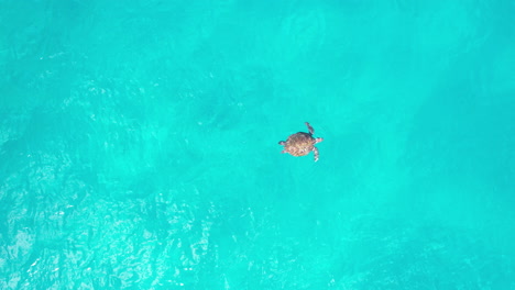 Vista-Aérea-De-Una-Tortuga-Marina-Tomando-Un-Respiro