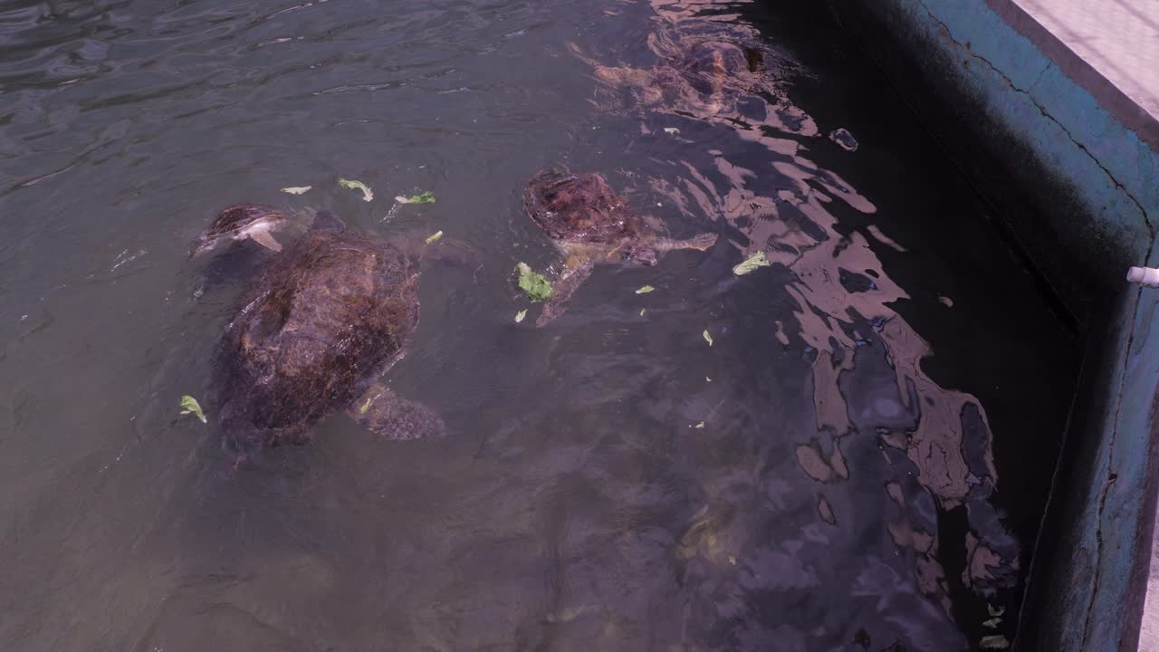 Wide shot of multiple turtles swimming in a rehabilitation tank, being fed by lettuce pieces