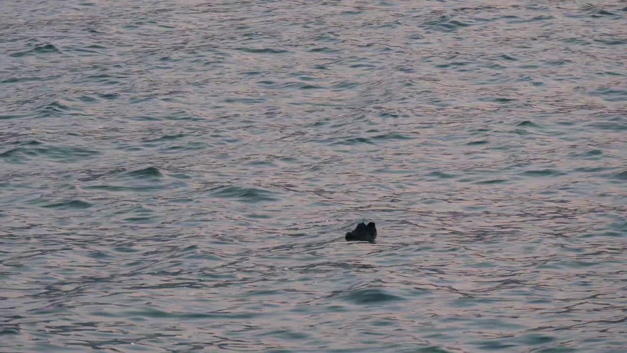 se ve un solo zapato flotando en el puerto victoria de hong kong en el mar del sur de china a medida que la corriente de agua lo aleja