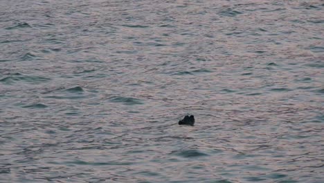 a single shoe is seen floating in hong kong's victoria harbor' at the south china sea as the water current moves it further away