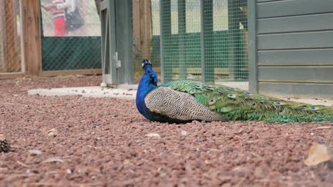 a peacock in a zoo enclosure